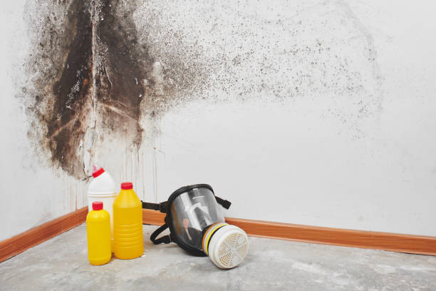 Attic Mold Removal in Cleveland, AL