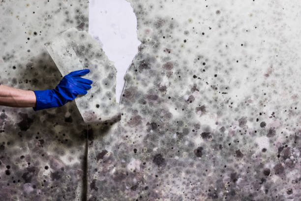Best Mold Damage Repair  in Cleveland, AL