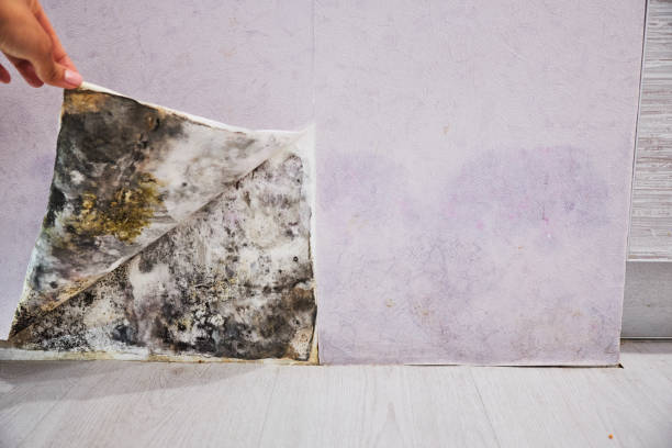 Best Mold Removal Company Near Me  in Cleveland, AL